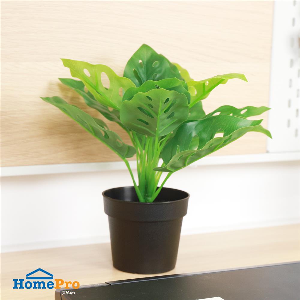 ต้นมอนสเตอร่าลายจุด SPRING 22 ซม.