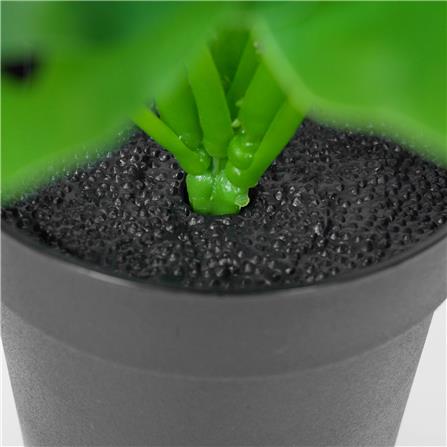 ต้นมอนสเตอร่าลายจุด SPRING 22 ซม._3