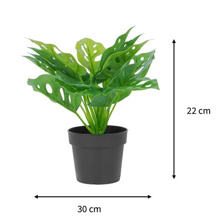 ต้นมอนสเตอร่าลายจุด SPRING 22 ซม._6