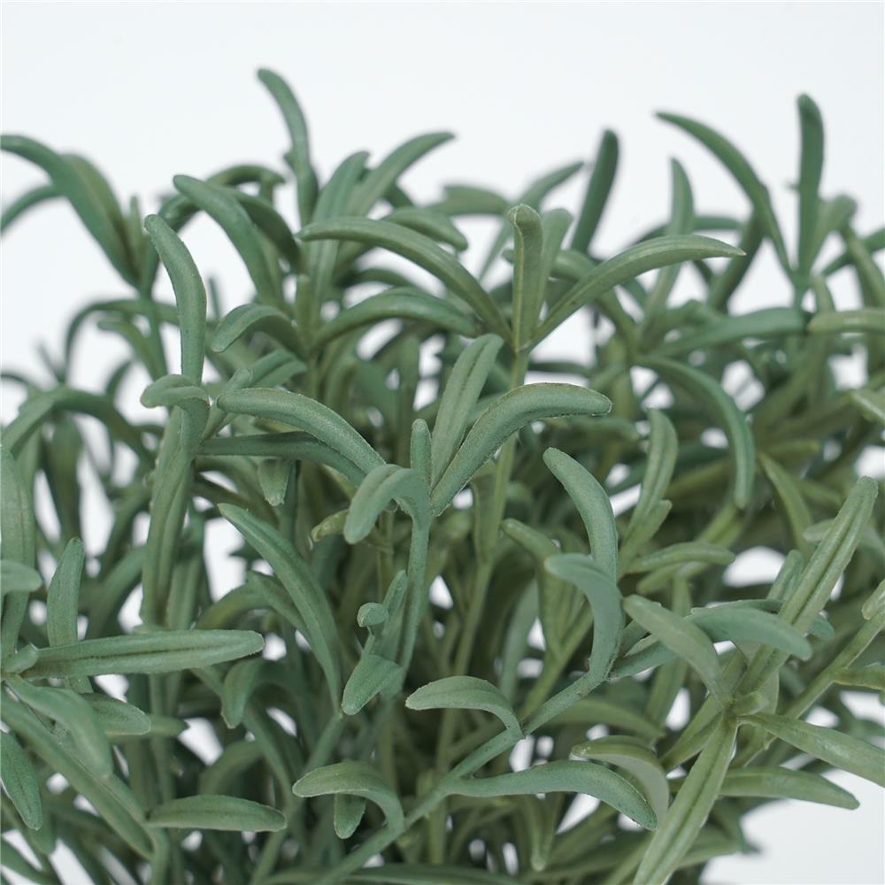 ต้นโรสแมร์รี่ SPRING 18 ซม.