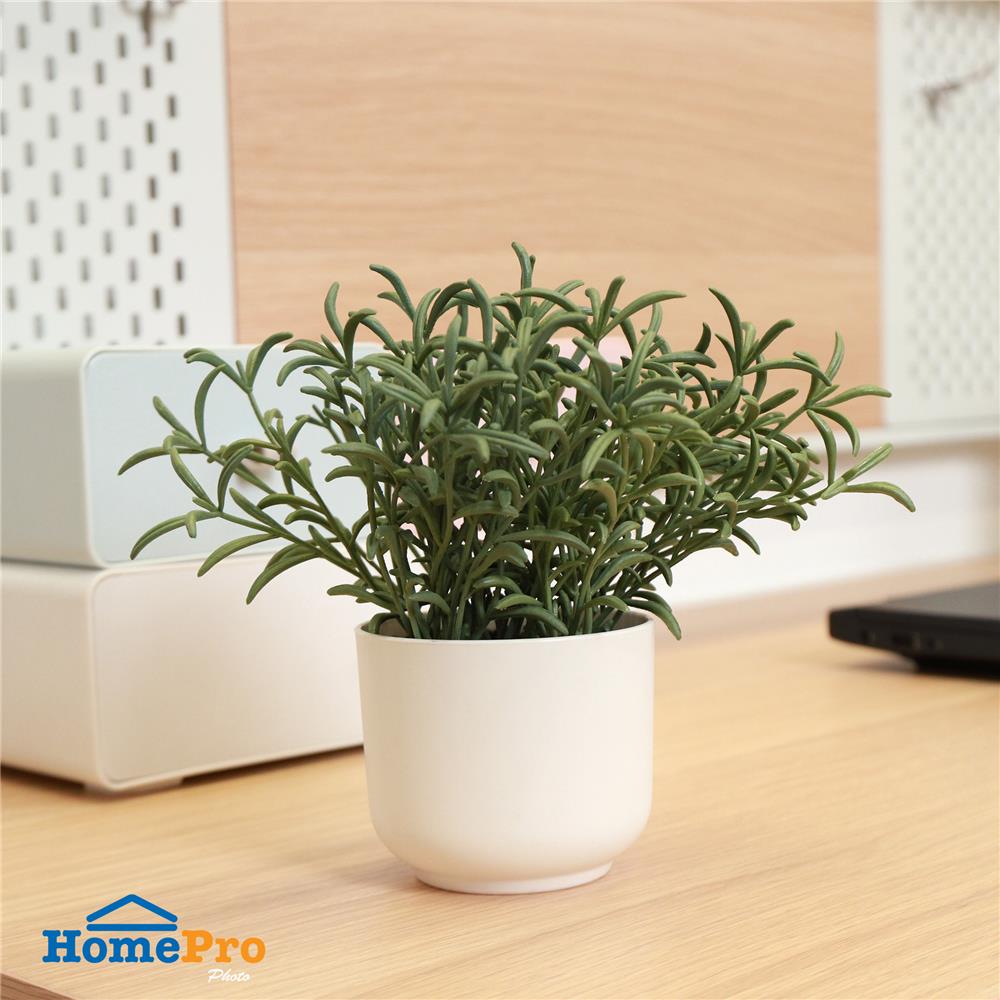 ต้นโรสแมร์รี่ SPRING 18 ซม.