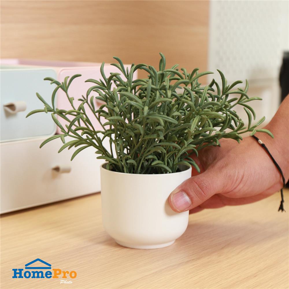 ต้นโรสแมร์รี่ SPRING 18 ซม.
