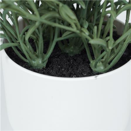 ต้นโรสแมร์รี่ SPRING 18 ซม._3