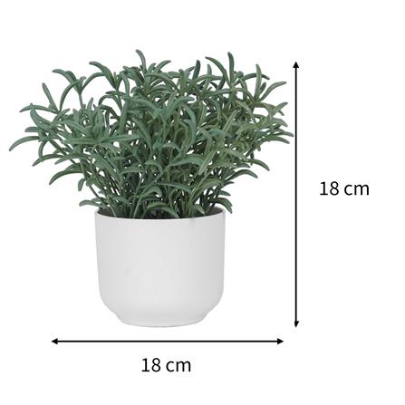 ต้นโรสแมร์รี่ SPRING 18 ซม._6