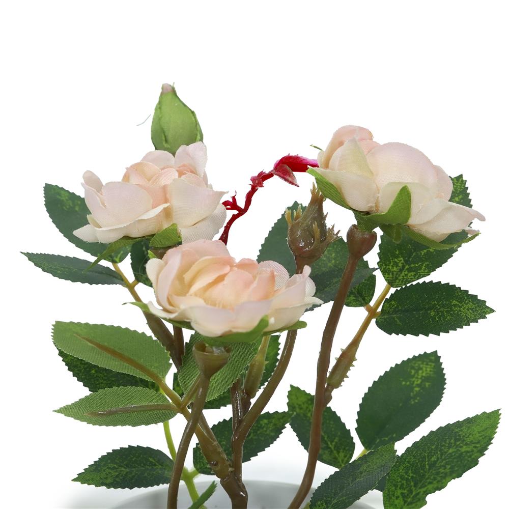 ดอกกุหลาบสีชมพู SPRING 21 ซม.