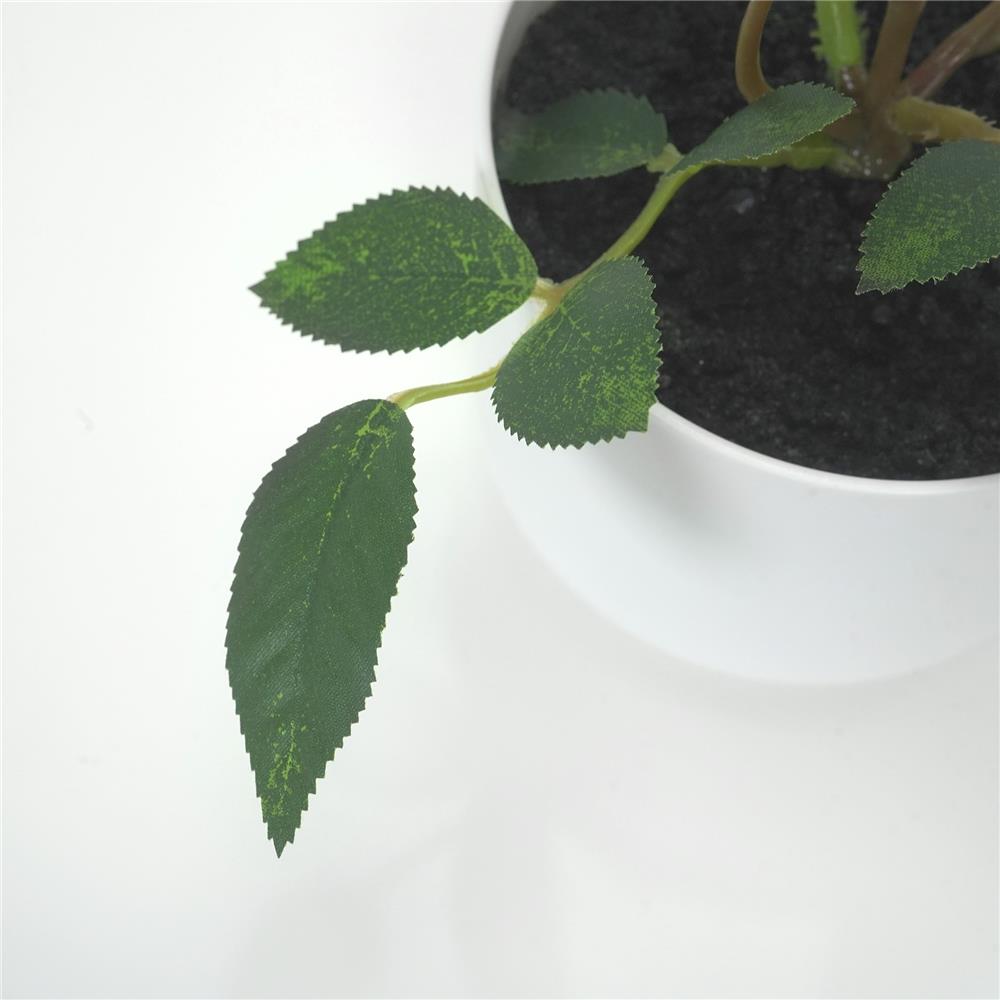 ดอกกุหลาบสีชมพู SPRING 21 ซม.