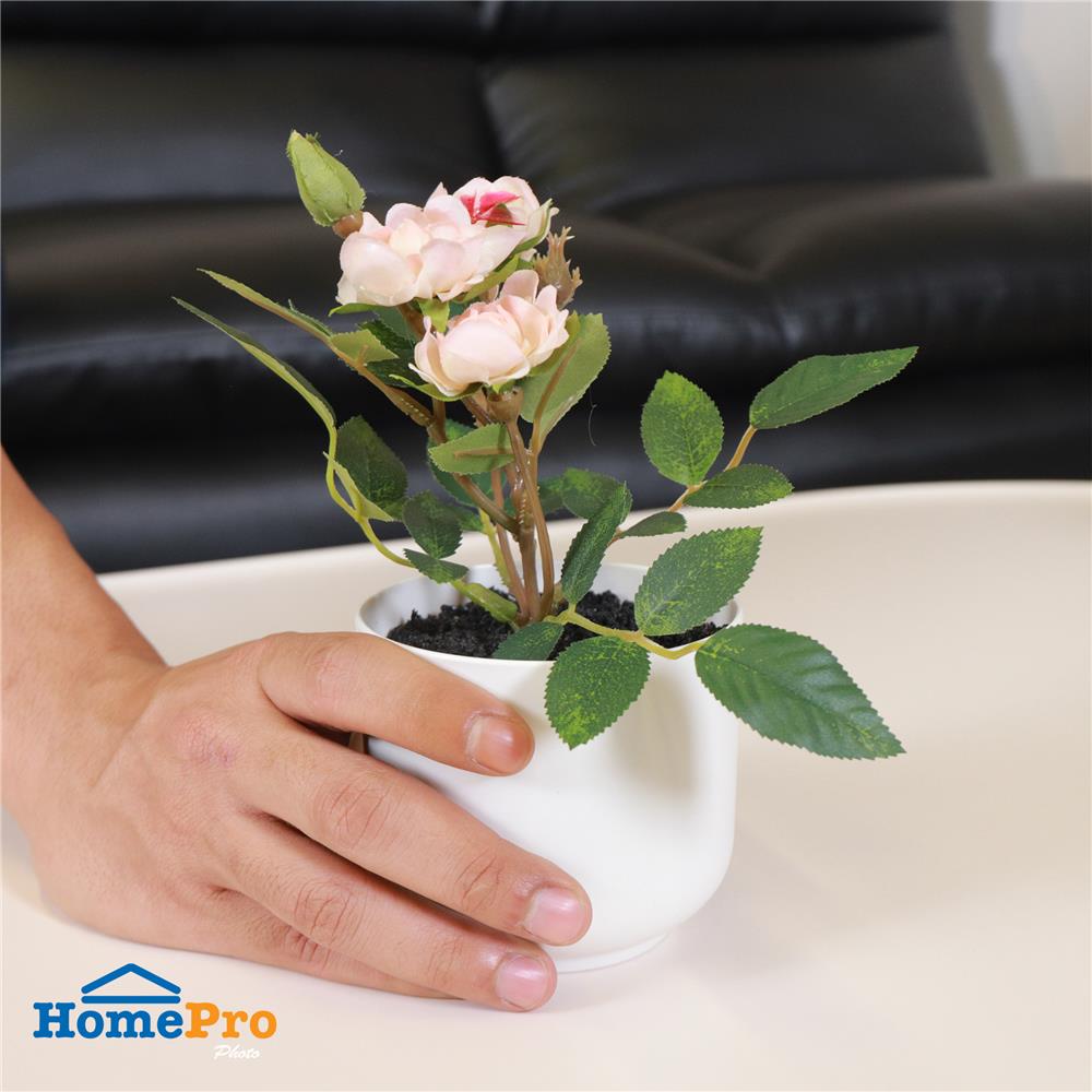 ดอกกุหลาบสีชมพู SPRING 21 ซม.