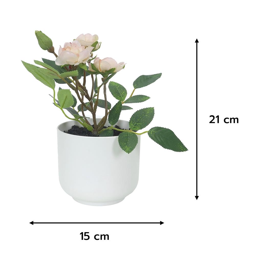 ดอกกุหลาบสีชมพู SPRING 21 ซม.