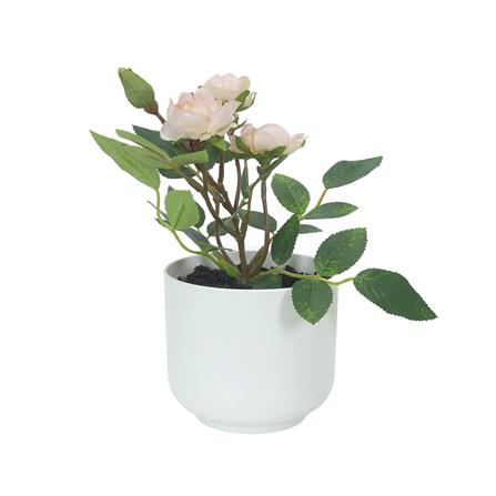 ดอกกุหลาบสีชมพู SPRING 21 ซม._0