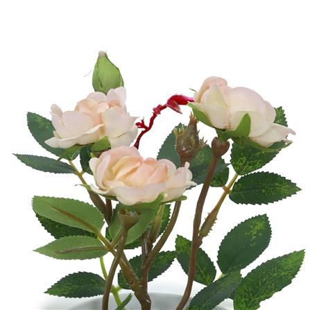 ดอกกุหลาบสีชมพู SPRING 21 ซม._1