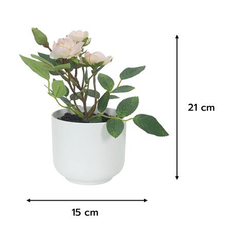 ดอกกุหลาบสีชมพู SPRING 21 ซม._4