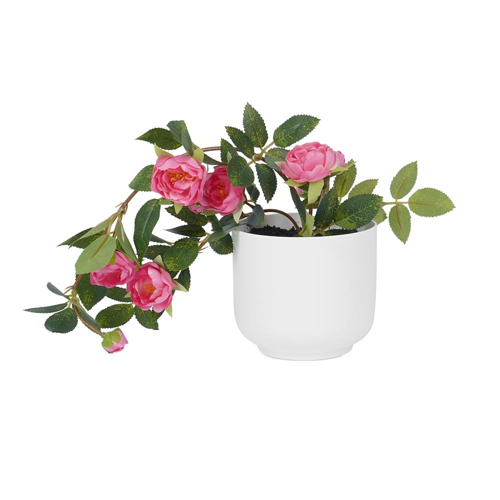 ดอกกุหลาบโอเชี่ยนมิคาโด้ SPRING 25 ซม._1