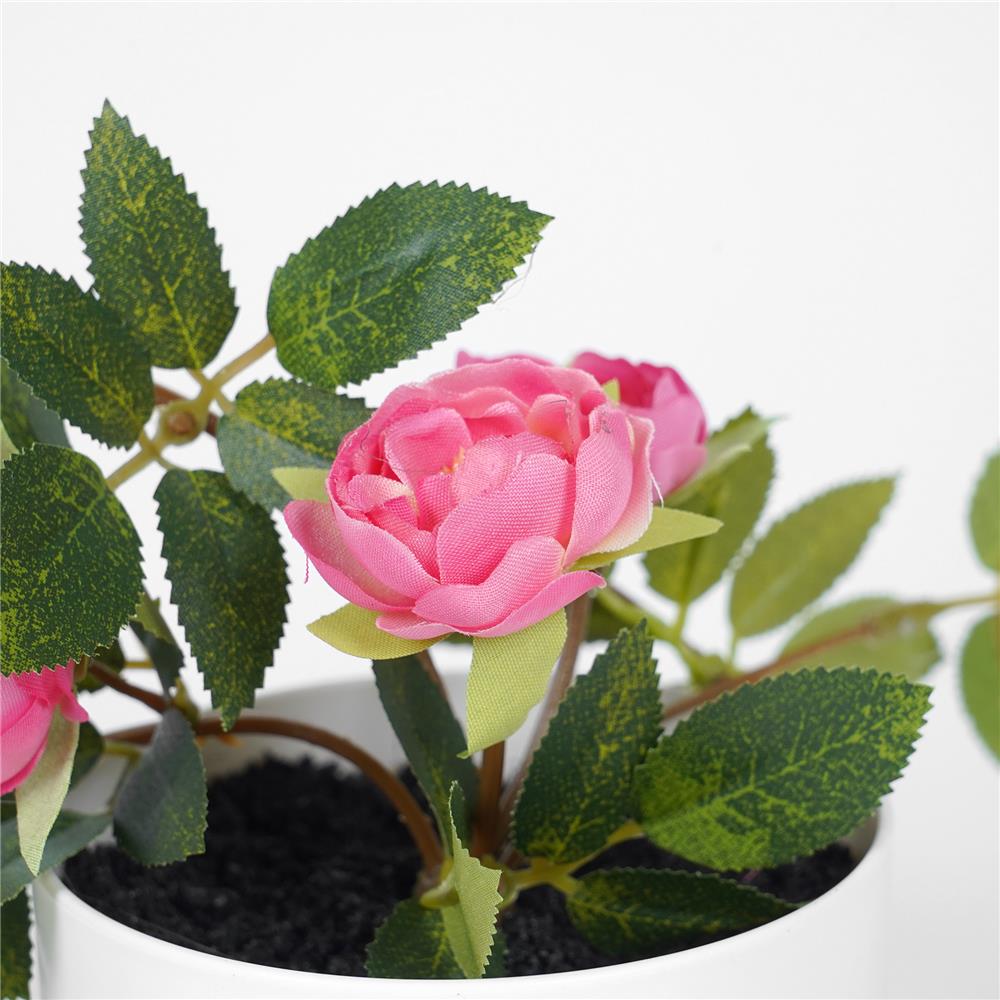 ดอกกุหลาบโอเชี่ยนมิคาโด้ SPRING 25 ซม.