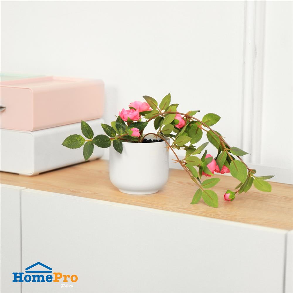 ดอกกุหลาบโอเชี่ยนมิคาโด้ SPRING 25 ซม.