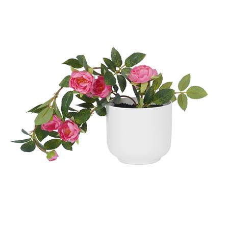 ดอกกุหลาบโอเชี่ยนมิคาโด้ SPRING 25 ซม._0