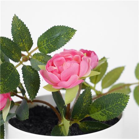 ดอกกุหลาบโอเชี่ยนมิคาโด้ SPRING 25 ซม._2