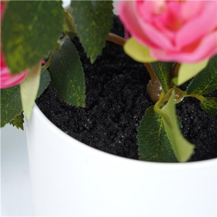 ดอกกุหลาบโอเชี่ยนมิคาโด้ SPRING 25 ซม._3