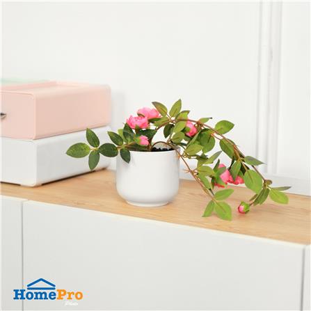 ดอกกุหลาบโอเชี่ยนมิคาโด้ SPRING 25 ซม._4