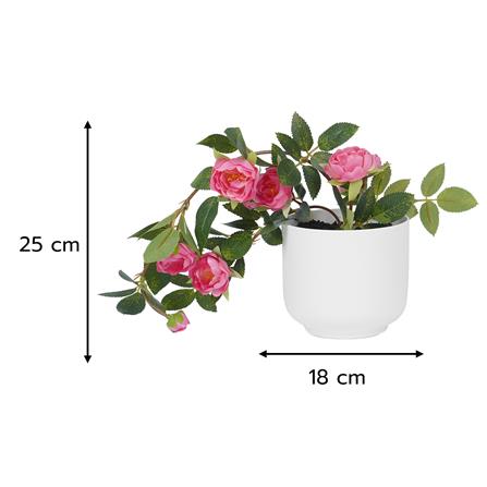 ดอกกุหลาบโอเชี่ยนมิคาโด้ SPRING 25 ซม._5