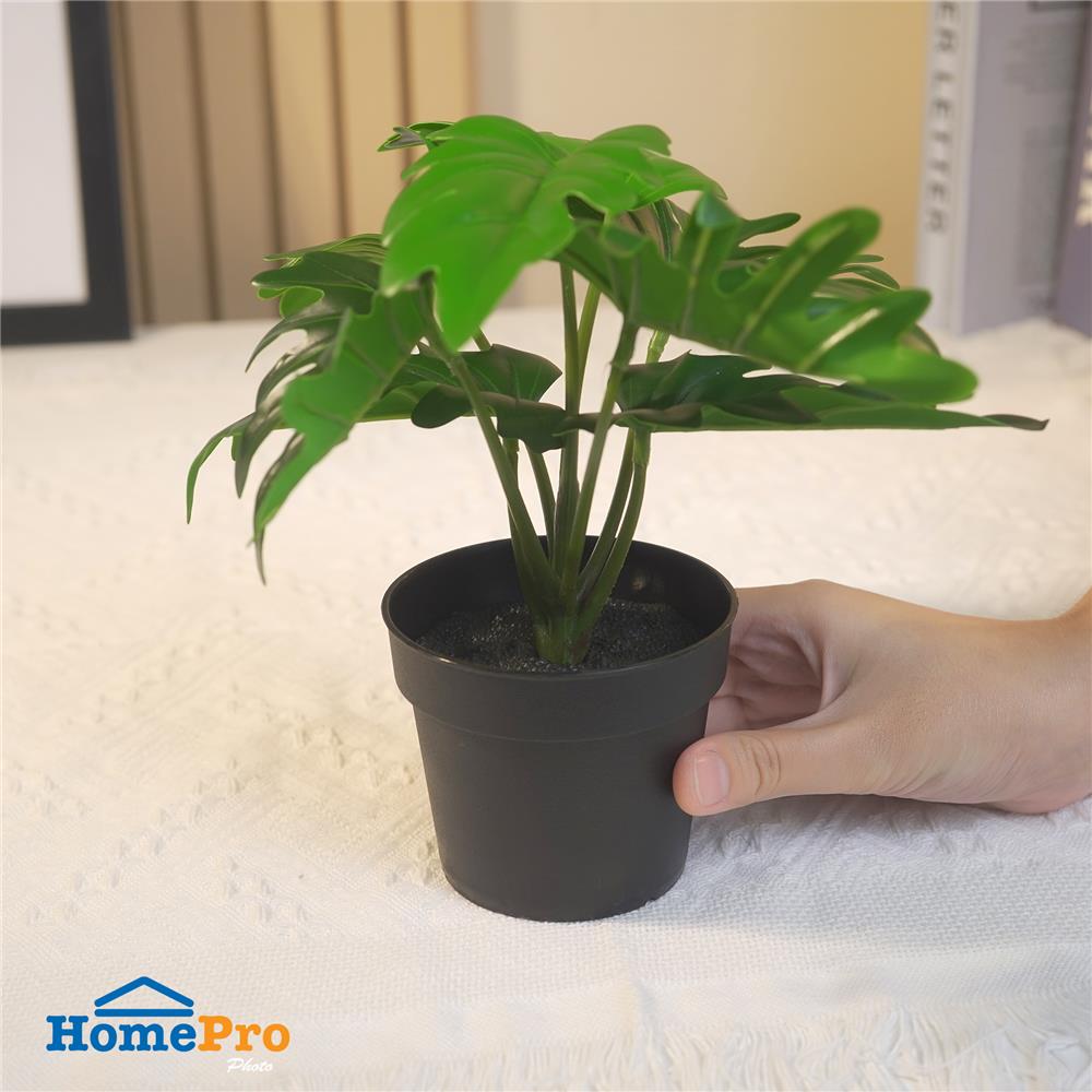 ต้นซานาดูประดิษฐ์ SPRING 20 ซม.