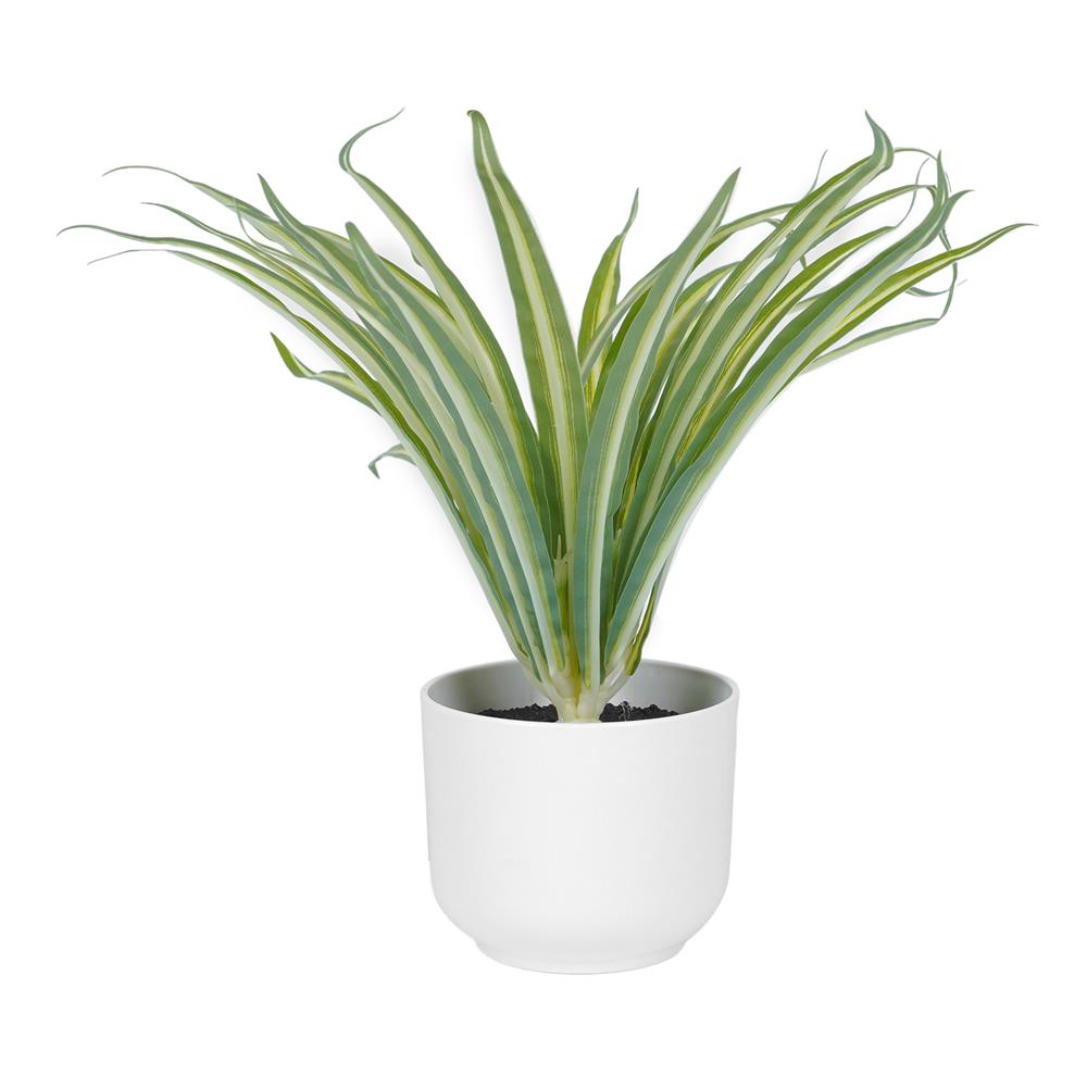 ต้นว่านเศรษฐีเรือนใน SPRING 25 ซม._0