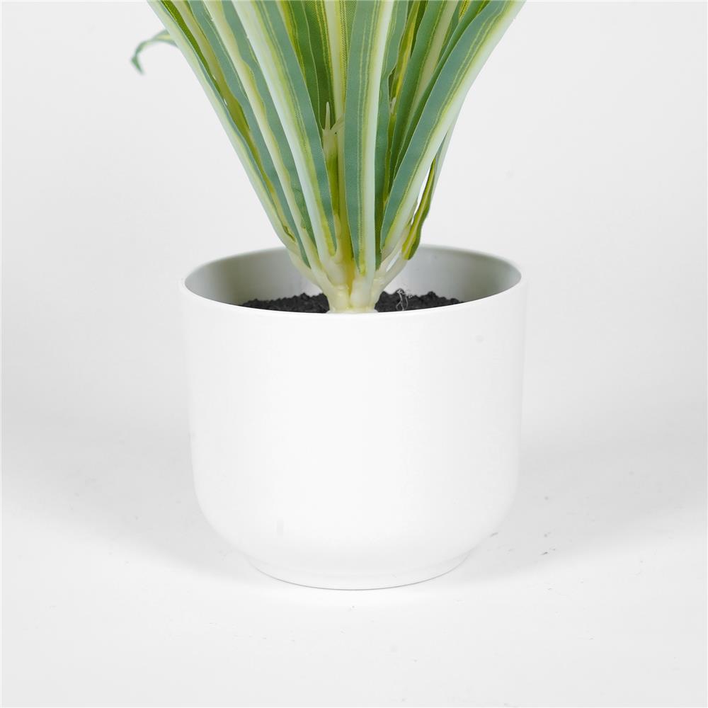 ต้นว่านเศรษฐีเรือนใน SPRING 25 ซม.