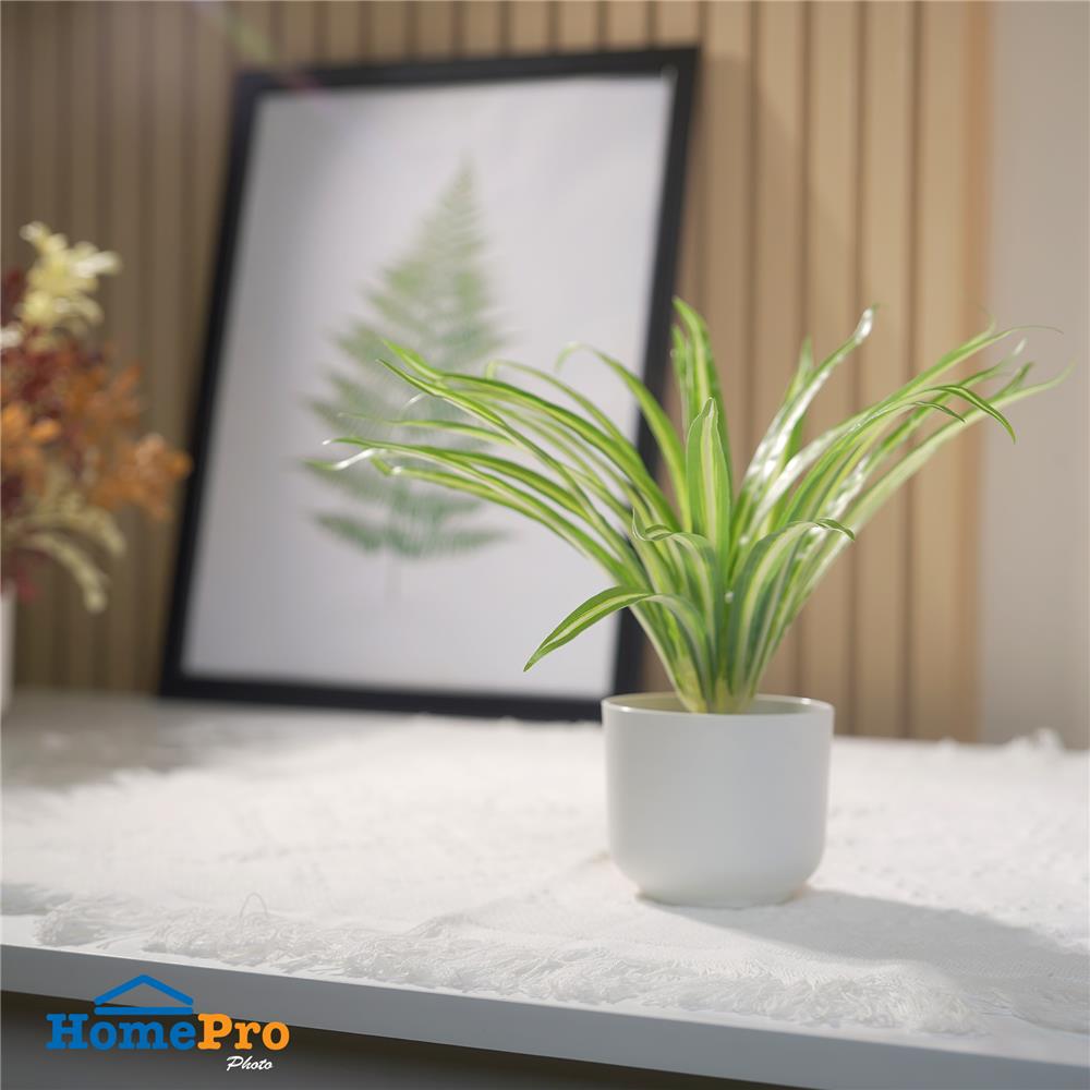 ต้นว่านเศรษฐีเรือนใน SPRING 25 ซม.