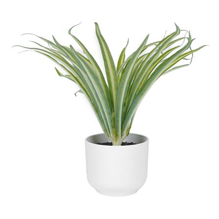 ต้นว่านเศรษฐีเรือนใน SPRING 25 ซม._1