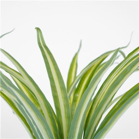 ต้นว่านเศรษฐีเรือนใน SPRING 25 ซม._2