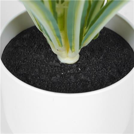 ต้นว่านเศรษฐีเรือนใน SPRING 25 ซม._4