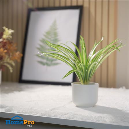 ต้นว่านเศรษฐีเรือนใน SPRING 25 ซม._5