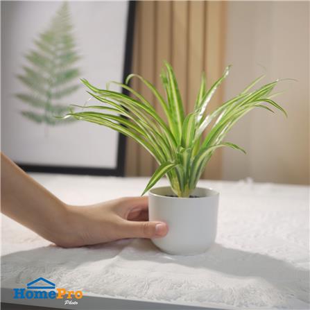 ต้นว่านเศรษฐีเรือนใน SPRING 25 ซม._6