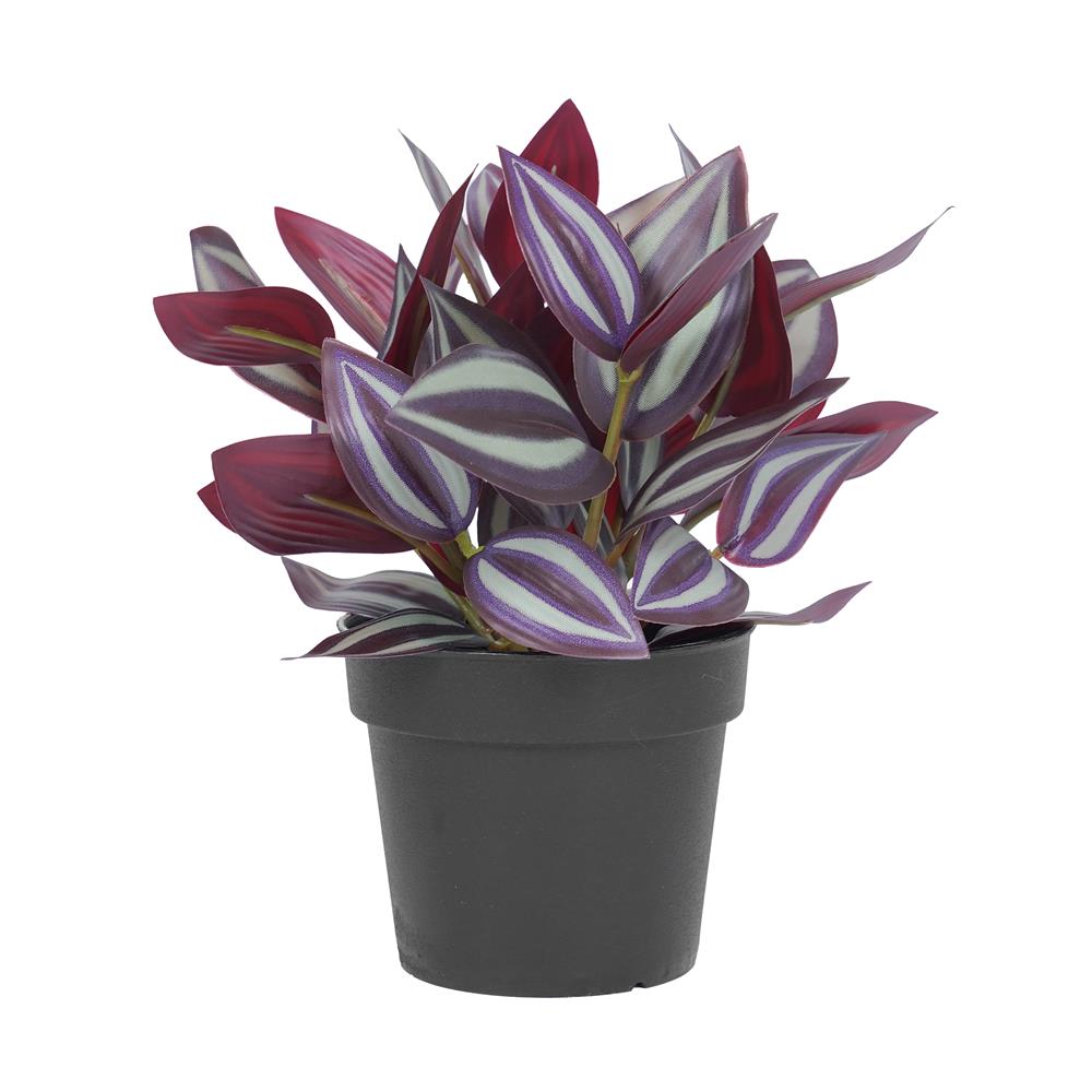 ต้นก้ามปูหลุด SPRING 20 ซม._0