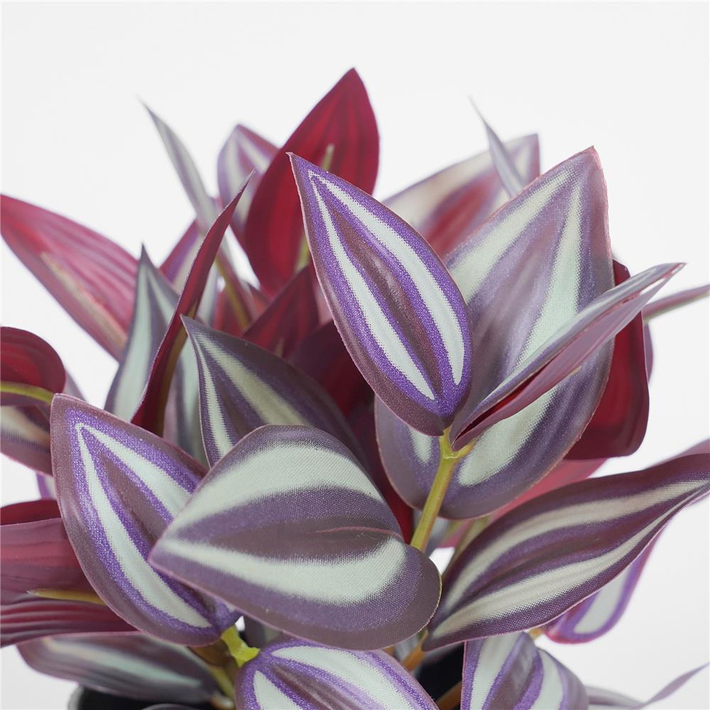 ต้นก้ามปูหลุด SPRING 20 ซม.