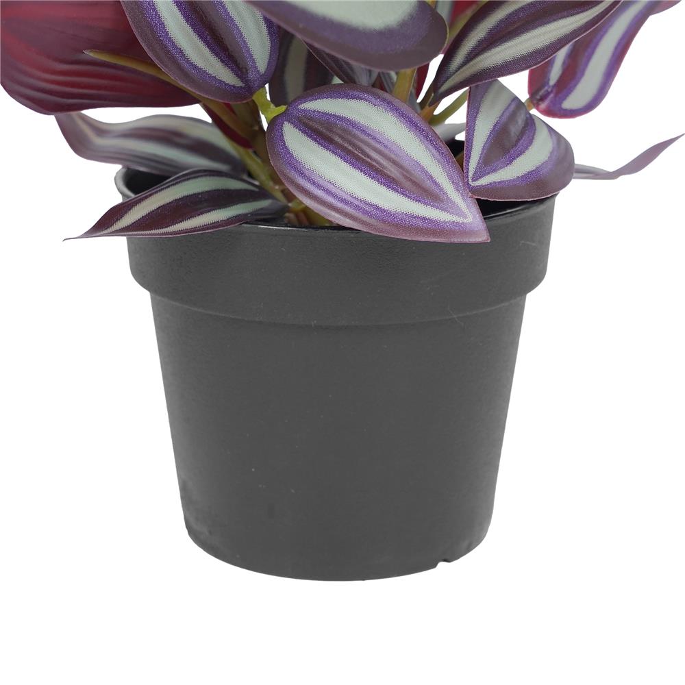 ต้นก้ามปูหลุด SPRING 20 ซม.