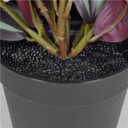 ต้นก้ามปูหลุด SPRING 20 ซม._4