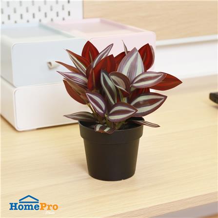 ต้นก้ามปูหลุด SPRING 20 ซม._5