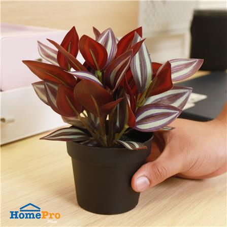 ต้นก้ามปูหลุด SPRING 20 ซม._6