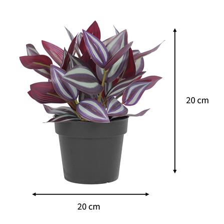 ต้นก้ามปูหลุด SPRING 20 ซม._7