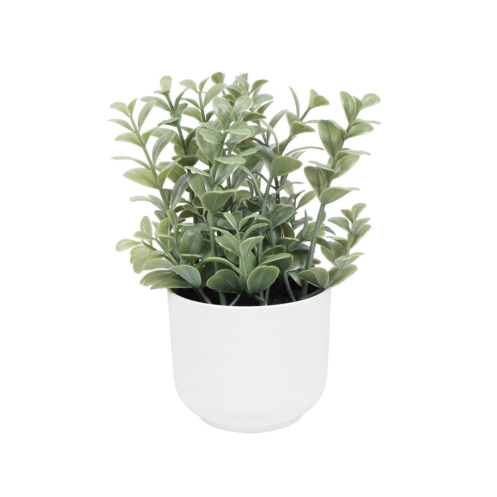 ต้นยูคาลิปตัส SPRING 18 ซม._0