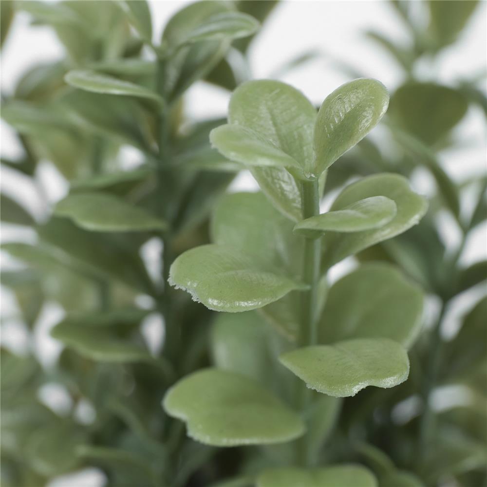 ต้นยูคาลิปตัส SPRING 18 ซม.