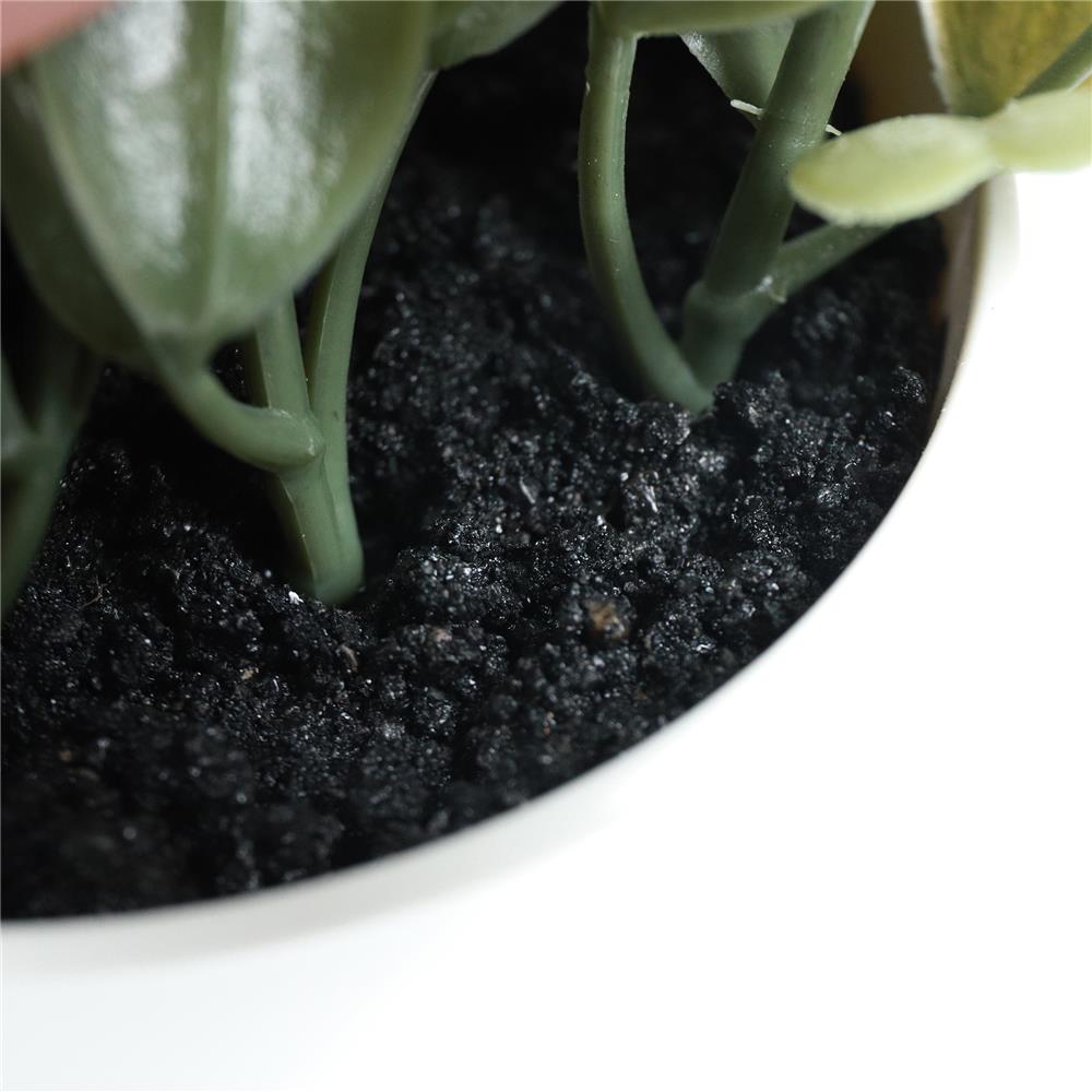 ต้นยูคาลิปตัส SPRING 18 ซม.