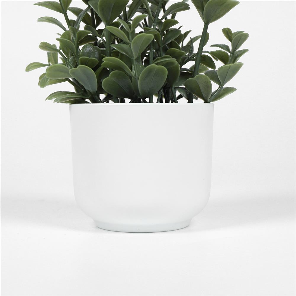 ต้นยูคาลิปตัส SPRING 18 ซม.