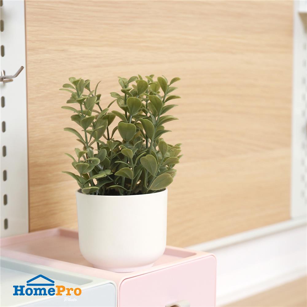 ต้นยูคาลิปตัส SPRING 18 ซม.