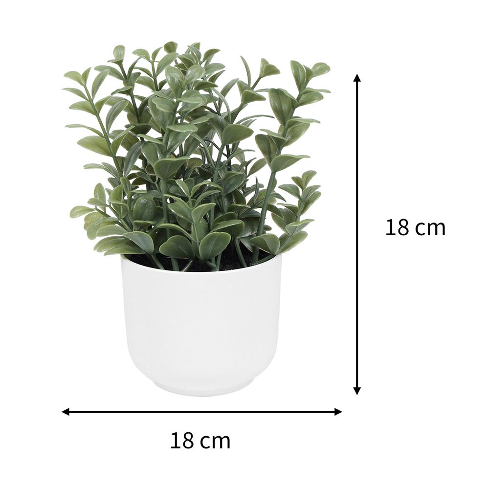 ต้นยูคาลิปตัส SPRING 18 ซม.