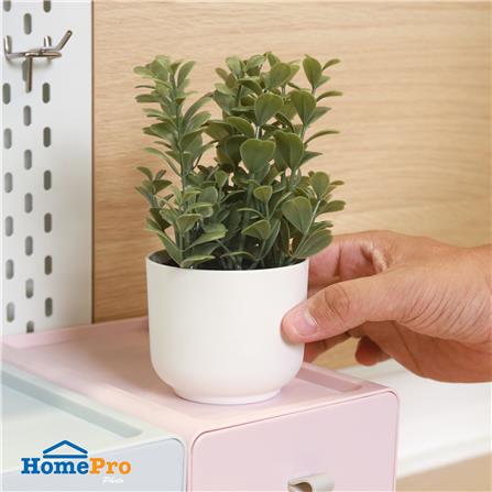 ต้นยูคาลิปตัส SPRING 18 ซม._5