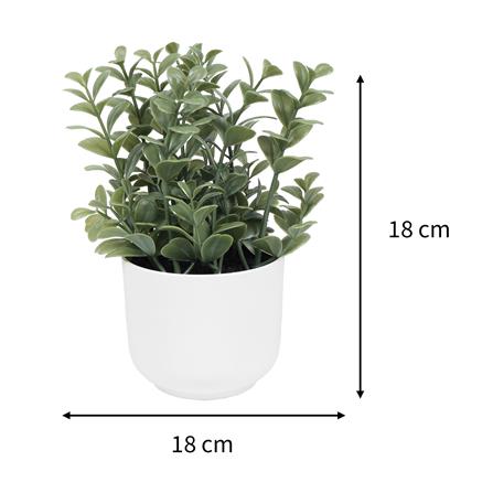 ต้นยูคาลิปตัส SPRING 18 ซม._7