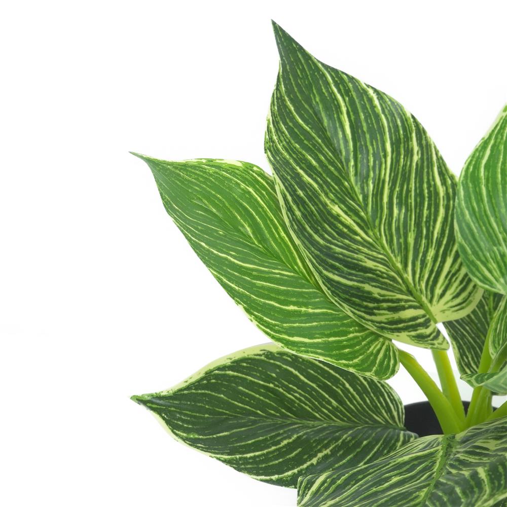 ต้นมอนสเตอร่าลายทาง SPRING 23 ซม.