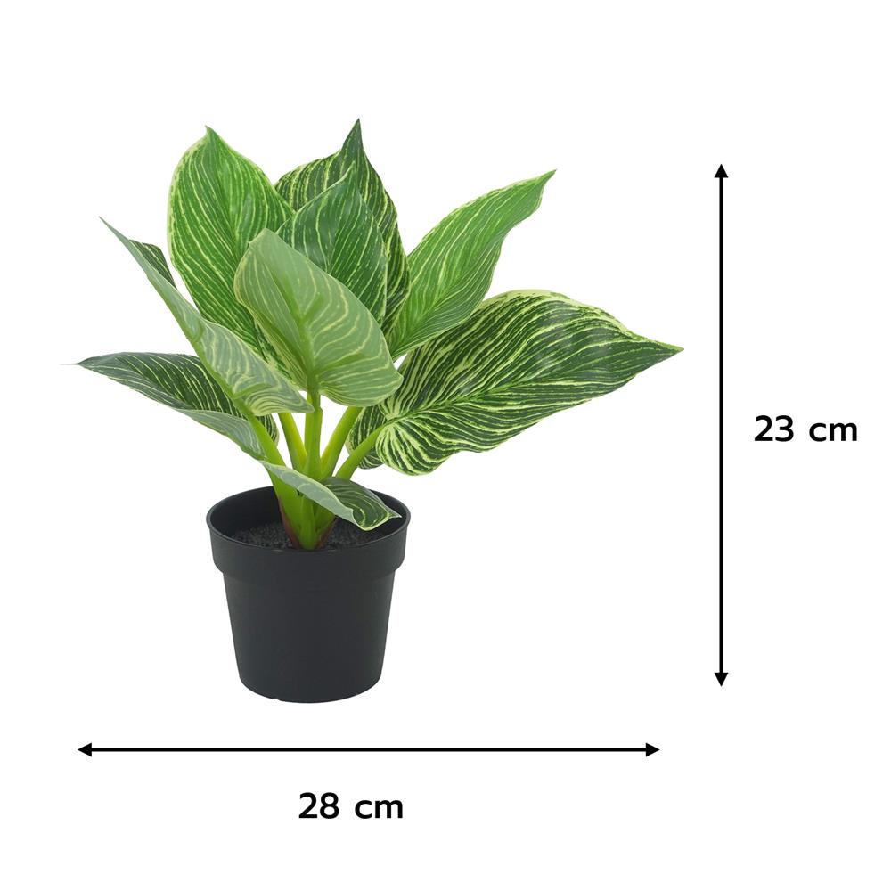 ต้นมอนสเตอร่าลายทาง SPRING 23 ซม.