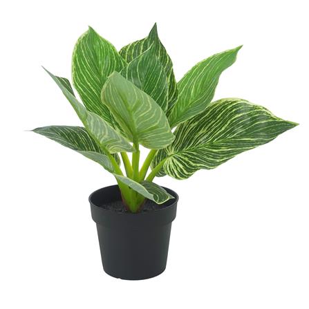 ต้นมอนสเตอร่าลายทาง SPRING 23 ซม._0